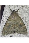 Catocala elocata