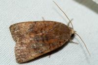 Noctua interjecta