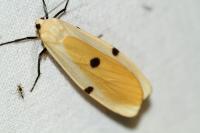 Lithosia quadra