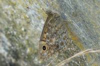 Lasiommata megera