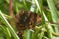 Euclidia glyphica