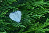Celastrina argiolus