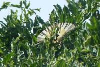 Iphiclides podalirius