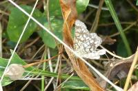 Chiasmia clathrata