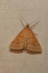 Psammotis pulveralis