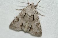 Acronicta sp (psi/tridens)