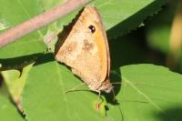 Pyronia tithonus