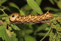 Deilephila elpenor