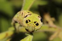 Deilephila elpenor