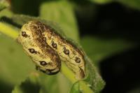 Proserpinus proserpina