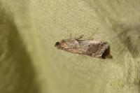 Acrobasis sp (glaucella/falouella)