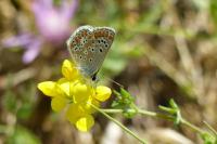 Aricia agestis