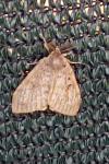 Lymantria dispar