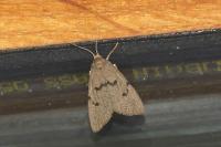 Apaidia mesogona