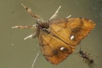 Orgyia antiqua