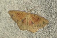 Cyclophora porata