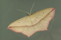 Timandra comae