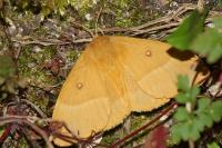 Lasiocampa quercus