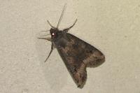 Agrotis ipsilon