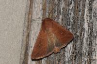 Mythimna albipuncta