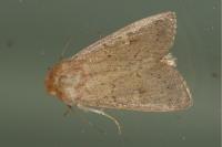 Mythimna ferrago