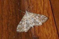 Elophila nymphaeata