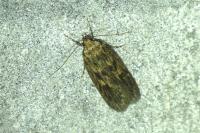 Hofmannophila pseudospretella