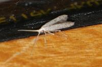 Coleophora hemerobiella