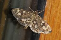 Anania coronata