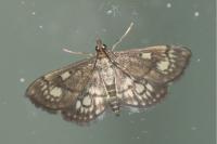Anania stachydalis