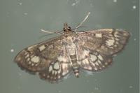 Anania stachydalis