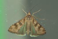 Nomophila noctuella