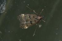 Dichomeris alacella