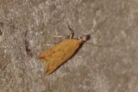Dichomeris limosella