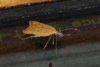 Dichomeris limosella