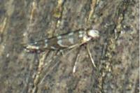 Parectopa ononidis