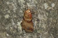 Acrobasis tumidana