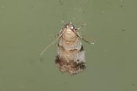 Acrobasis sp (glaucella/falouella)