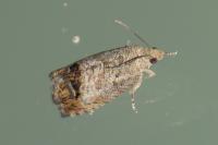 Cydia splendana