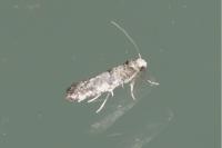 Paraswammerdamia nebulella