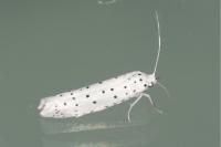 Yponomeuta