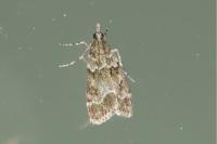 Eudonia mercurella