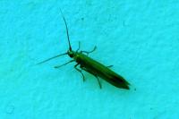 Coleophora
