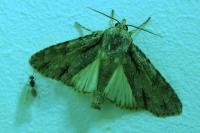 Acronicta sp (psi/tridens)