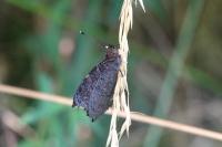 Aglais io