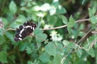Araschnia levana