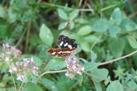 Araschnia levana