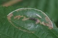 Parornix devoniella