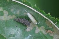 Parornix devoniella