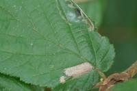 Parornix devoniella